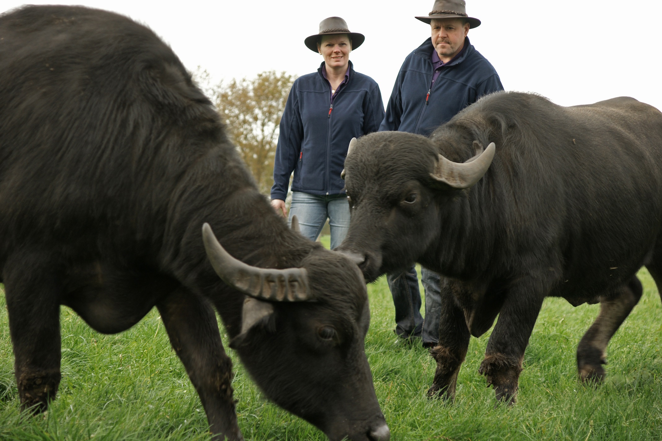 De Waterbuffelfarm — photo 2