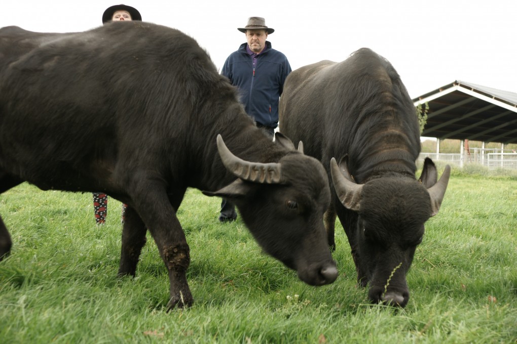 De Waterbuffelfarm — photo 5